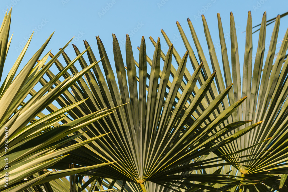Naklejka premium fan-like palm tree leaves