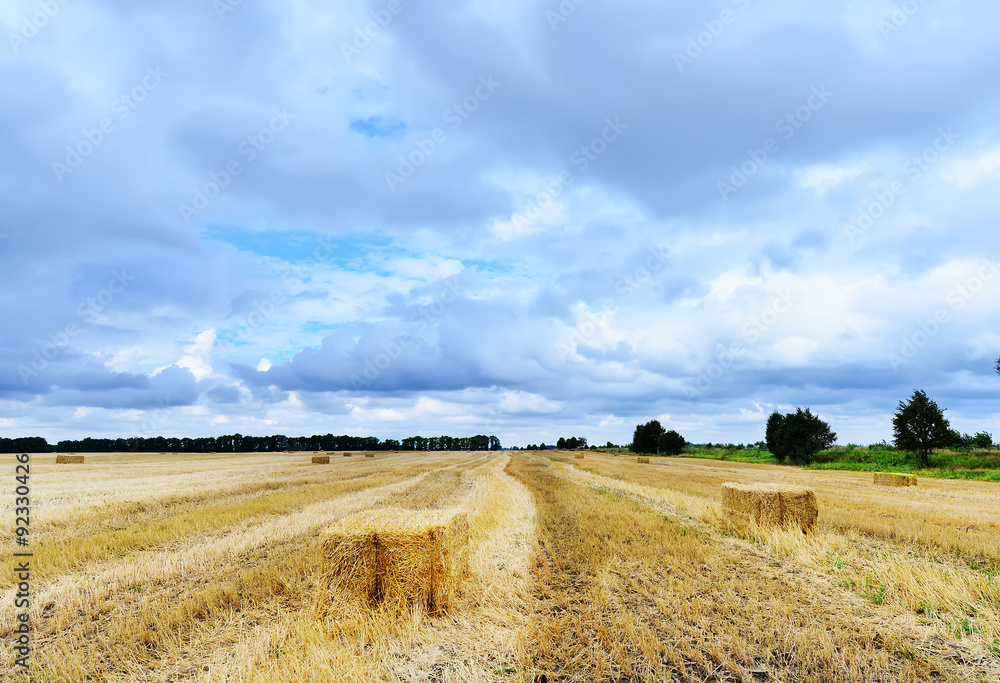 Fototapeta premium field