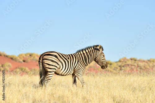 Desert Landscape - NamibRand  Namibia