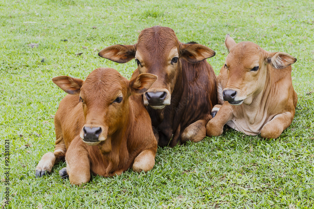 Fototapeta premium Cows grazing on a green summer meadow