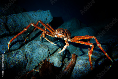 Red King crabs, stone crabs