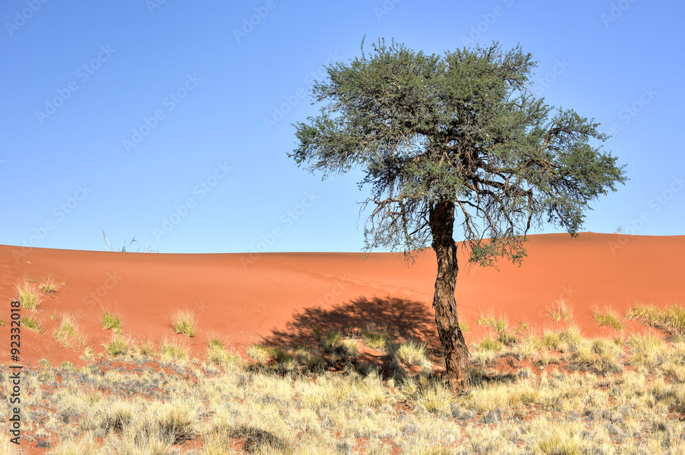 Obraz premium Desert Landscape - NamibRand, Namibia