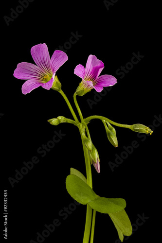 Sour tamarind land leaf and flower(Latin names: Oxalis corniculata). Shallow dof.