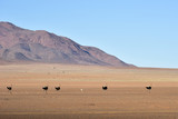 Ostrich and Desert Landscape - NamibRand, Namibia