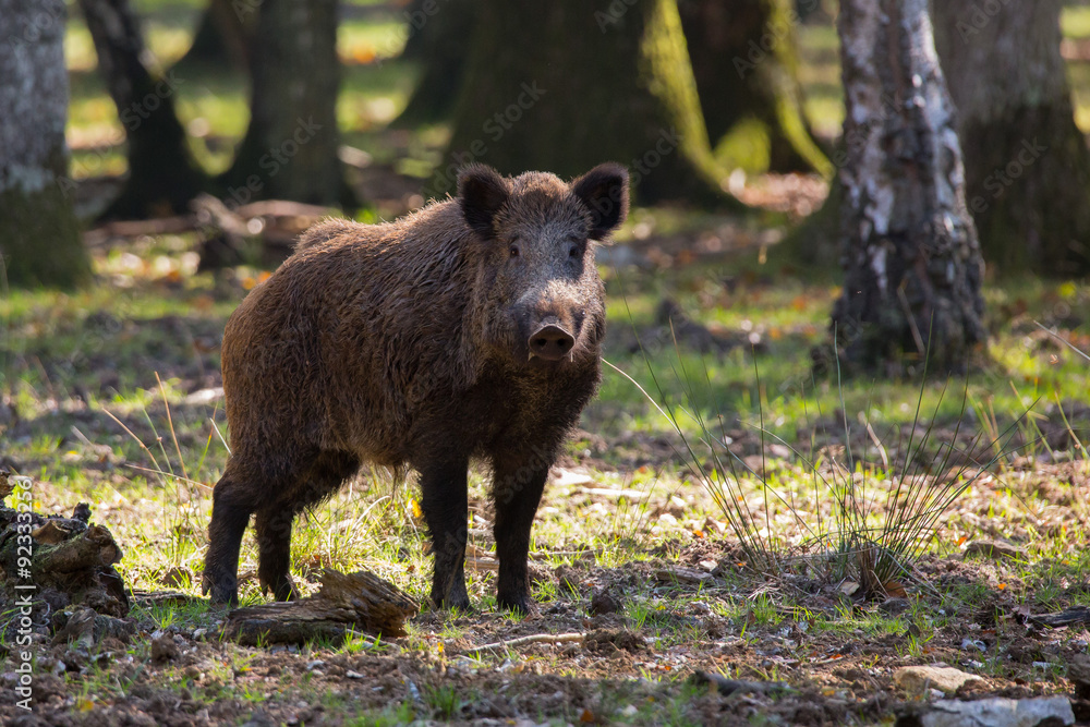 Sanglier Sanglier