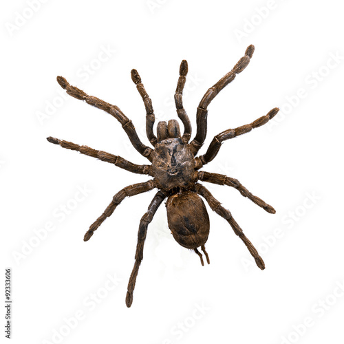 Tarantula Spider isolated on white background