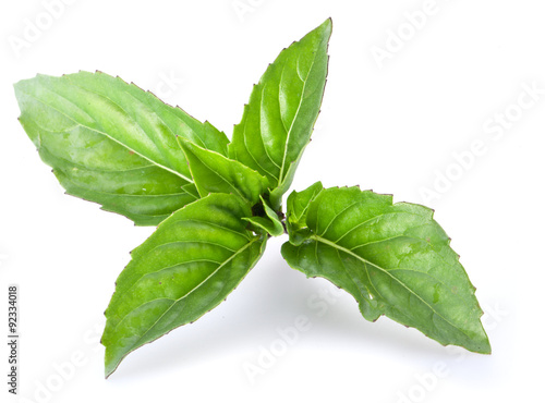 Green basil leaves isolated on a white.