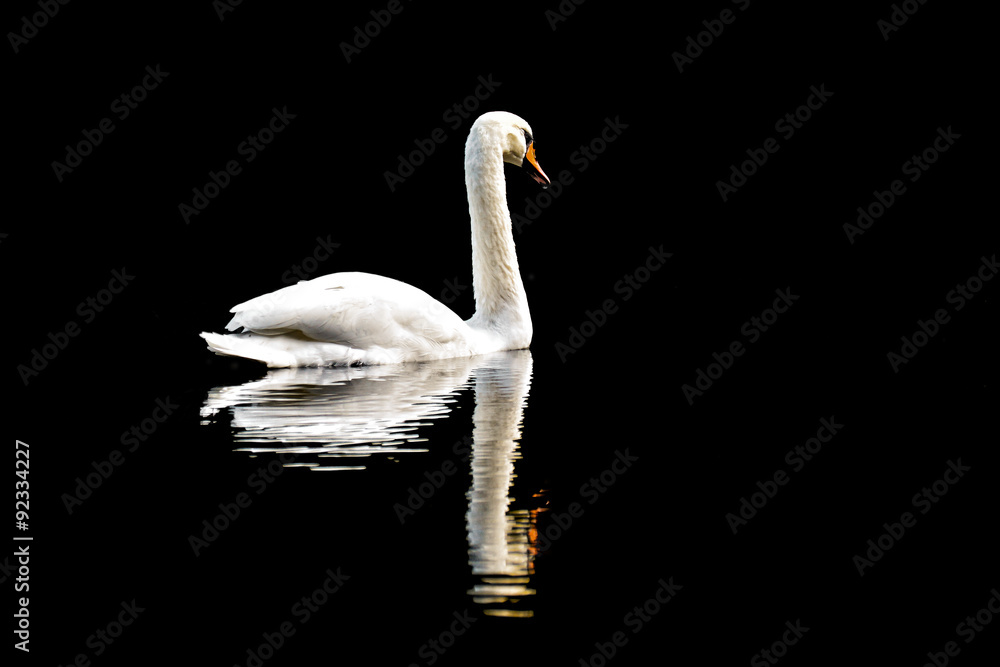 Obraz premium White swan swim on lake with black backround