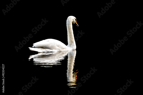 White swan swim on lake with black backround