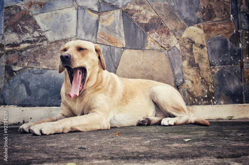 Labrador dog