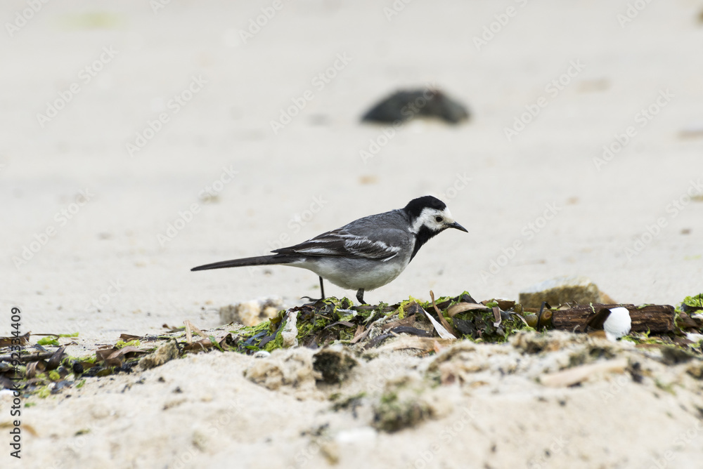 Adult specimen of White Wagtail, Motacilla alba, feeding on the beach. It is a small passerine bird in the wagtail family Motacillidae, which also includes the pipits and longclaws Adult specimen of White Wagtail, Motacilla alba, feeding on the beach. It is a small passerine bird in the wagtail family Motacillidae, which also includes the pipits and longclaws
