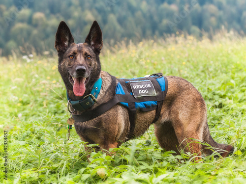 Rescue Dog on the Meadow, Mala Fatra, Slovakia