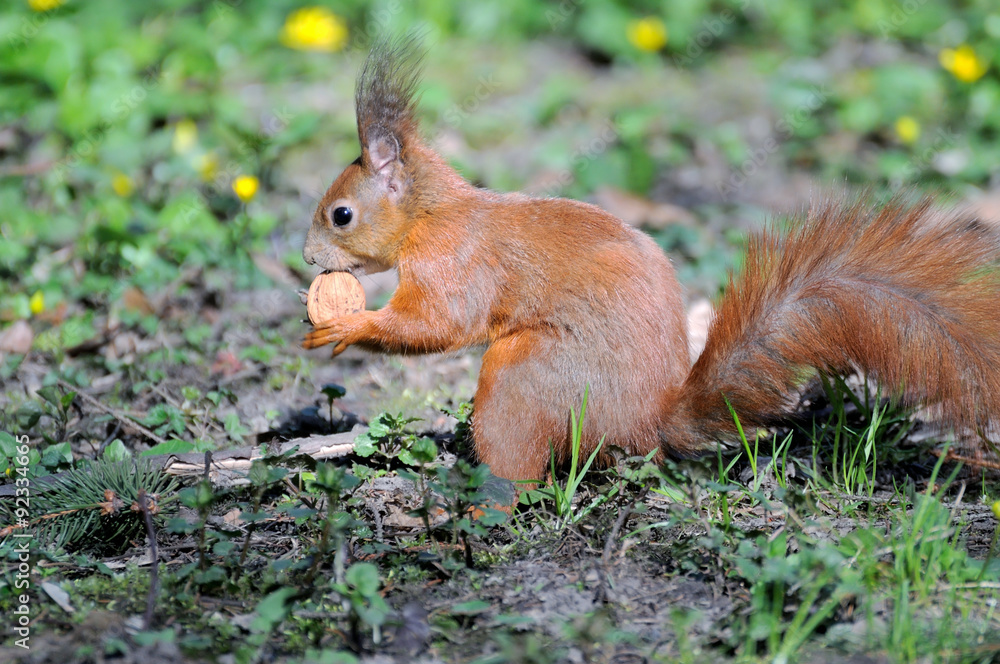 Red Squirrel Red Squirrel