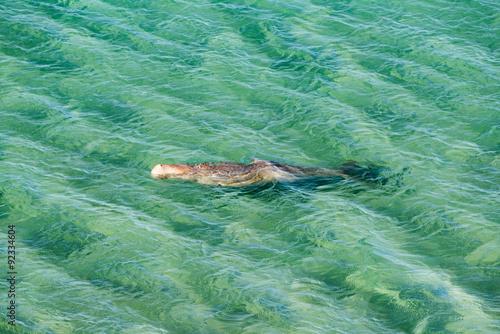 australia dugong while swimming on sea surface photo