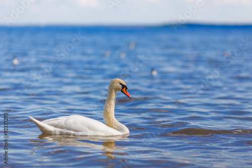 Swans on the lake beautiful white water bird