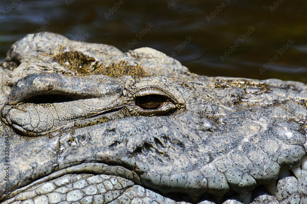 Fototapeta premium Group crocodile