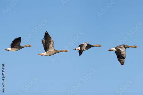 Greylag Geese in flight