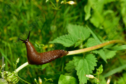 Spanish slug invasion in garden.