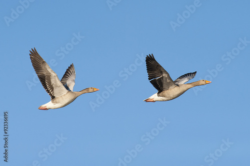 Two greylag geese in flight