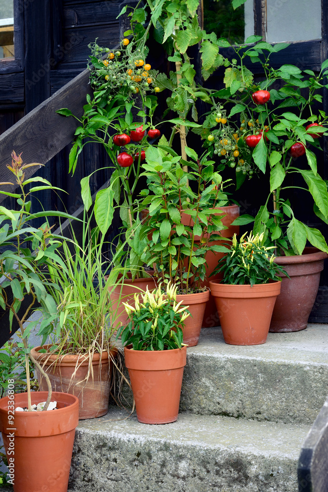 Container garden vegetables plants in pot. Ornamental container, vegetable garden in terracotta pots. Mirabell plant, Poupila pepper plant, lemon eucalyptus, bay leaf and sweet pepper plant in pot.