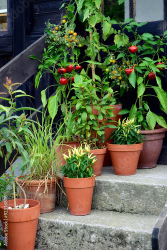 Container garden vegetables plants in pot. Ornamental container, vegetable garden in terracotta pots. Mirabell plant, Poupila pepper plant, lemon eucalyptus, bay leaf and sweet pepper plant in pot.