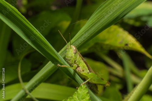 Close up Grasshopper on grass in green nature,Macro view
