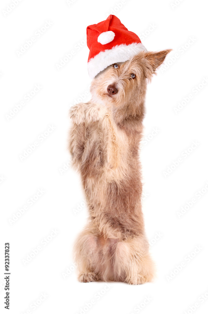 Hund mit Weihnachtsmütze macht Männchen Hund mit Weihnachtsmütze macht Männchen