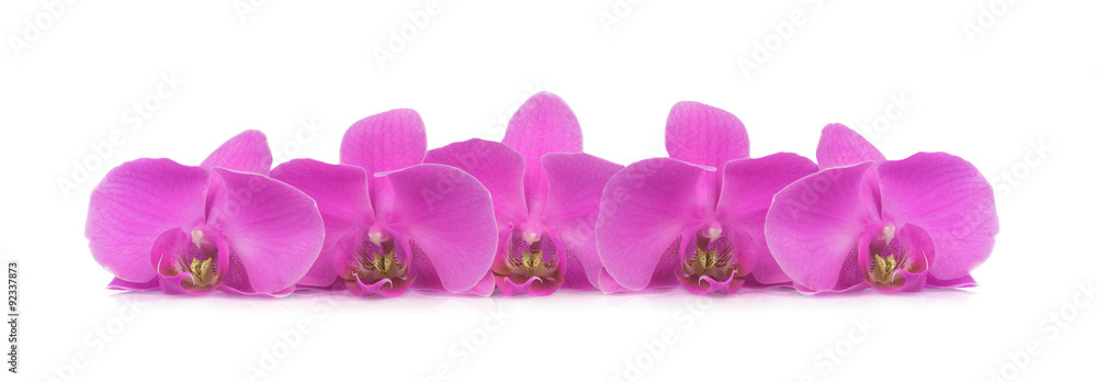 Fuchsia orchids branch isolated on white