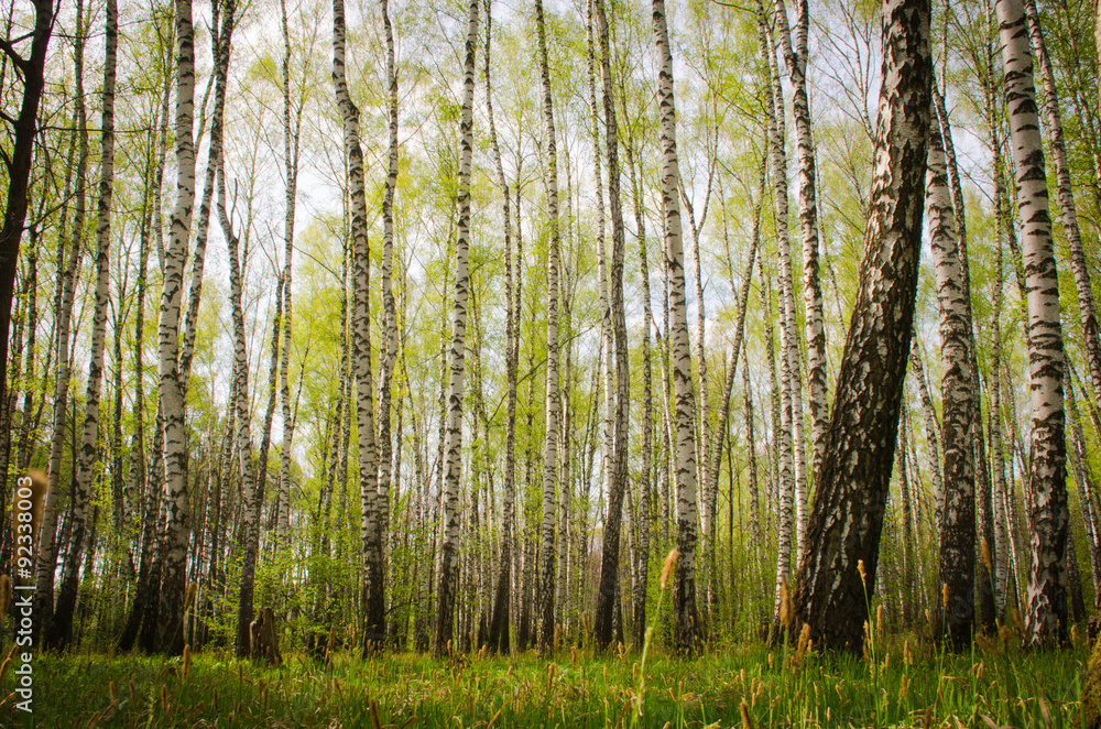 Fototapeta premium высокие березы в березовой роще весной