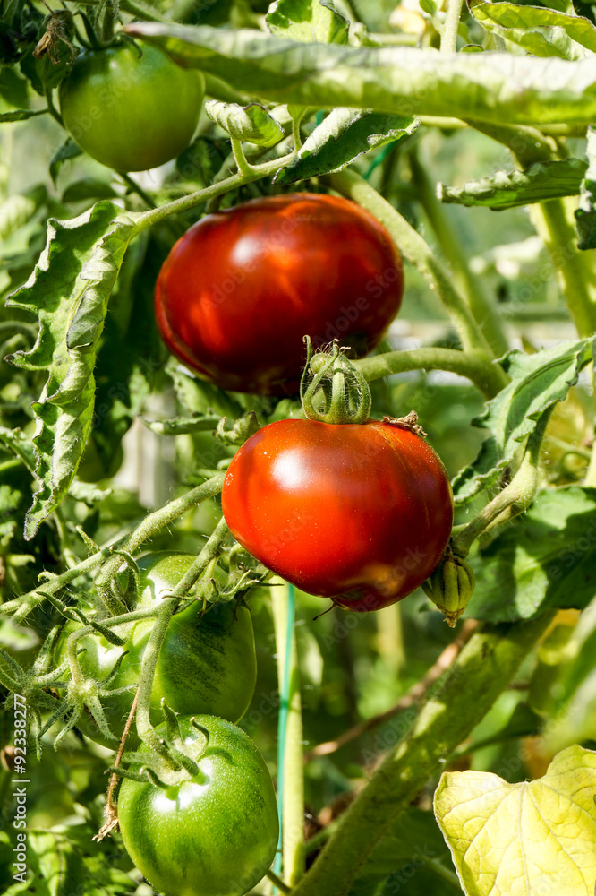 Tomatos on Plant
