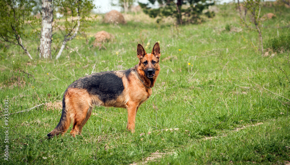 German shepherd running around on the grass German shepherd running around on the grass