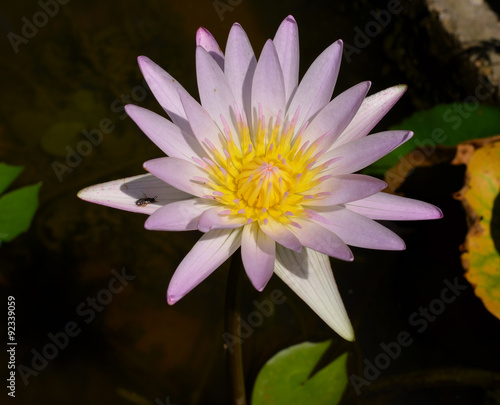 Pink lotus in the pond. © evegenesis