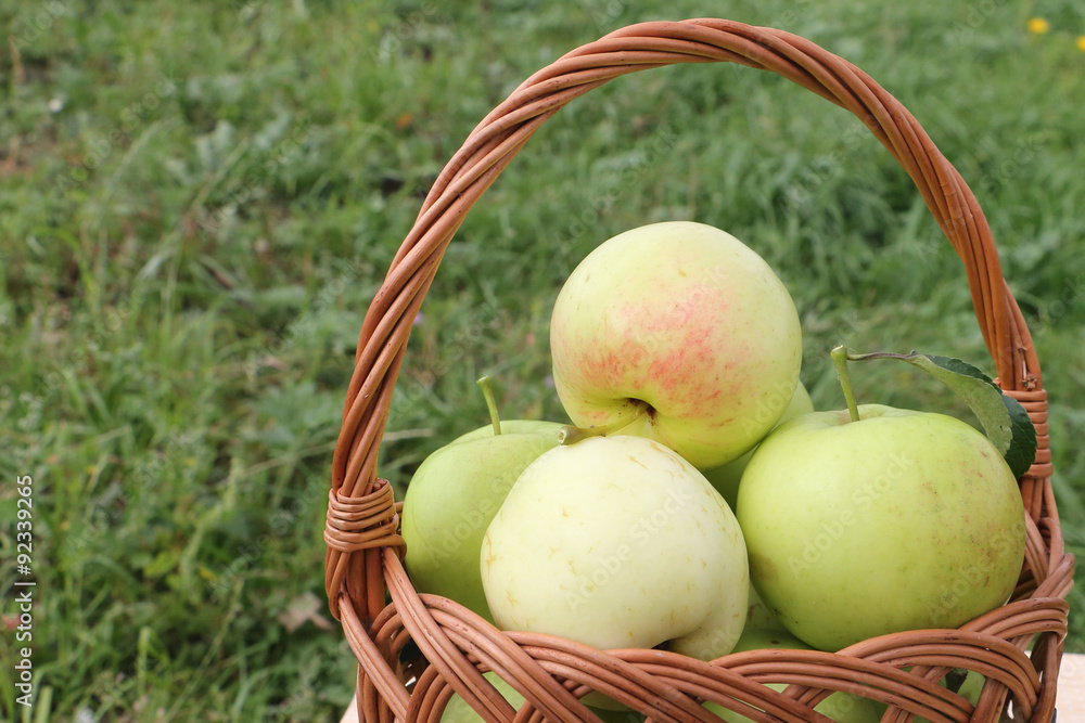 The apples lying in a wattled basket on a table in a garden The apples lying in a wattled basket on a table in a garden