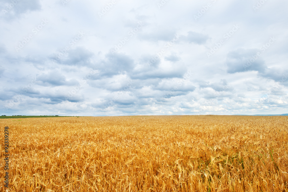 wheat wheat