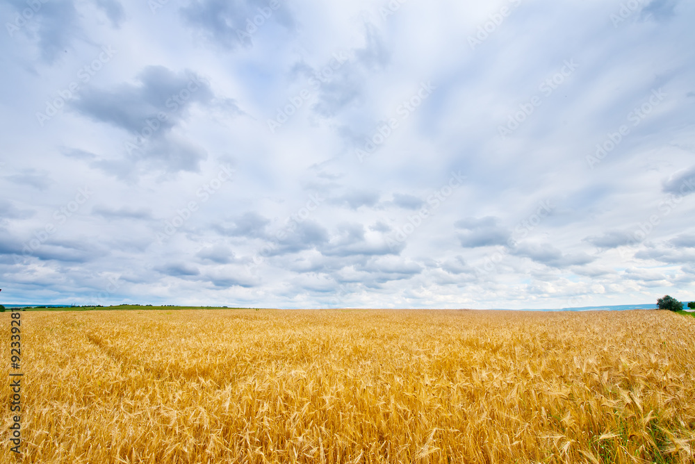 Naklejka premium wheat