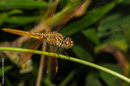 Macro Dragonfly