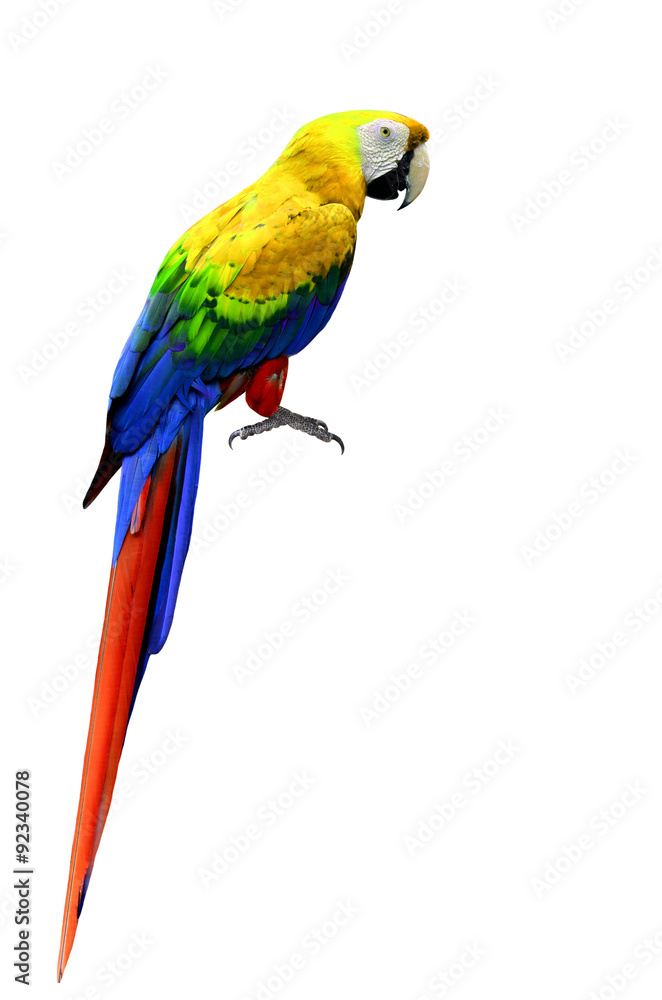Beautiful Macaw bird isolated on white background