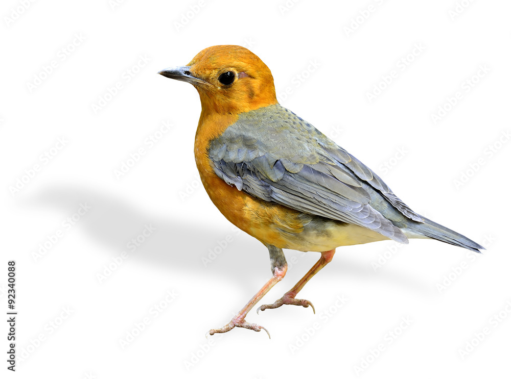 Beautiful Orange-headed thrush, a yellow and grey wings bird sta
