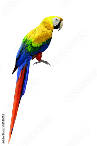 Beautiful Macaw bird isolated on white background