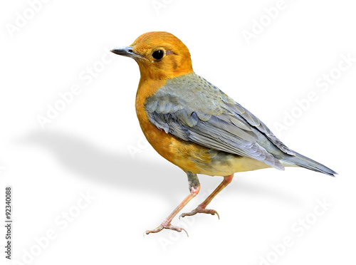 Beautiful Orange-headed thrush, a yellow and grey wings bird sta © prin79