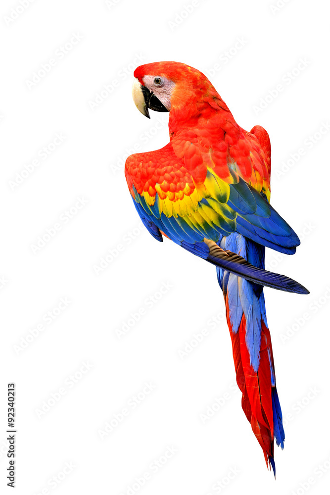 Obraz premium Beautiful Scarlet Macaw bird in natural color isolated on white