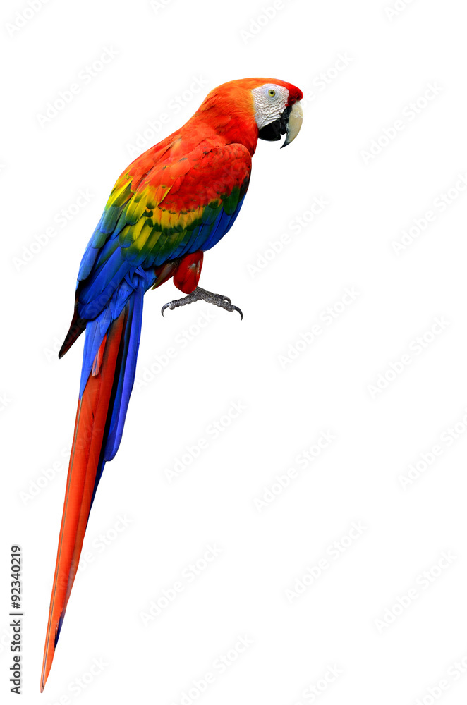 Fototapeta premium Beautiful Scarlet Macaw bird in natural color with full details
