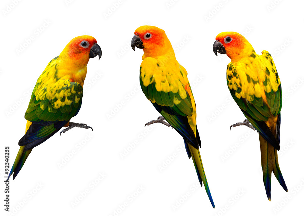 Beautiful Sun Conure, the colorful yellow parrot birds isolated