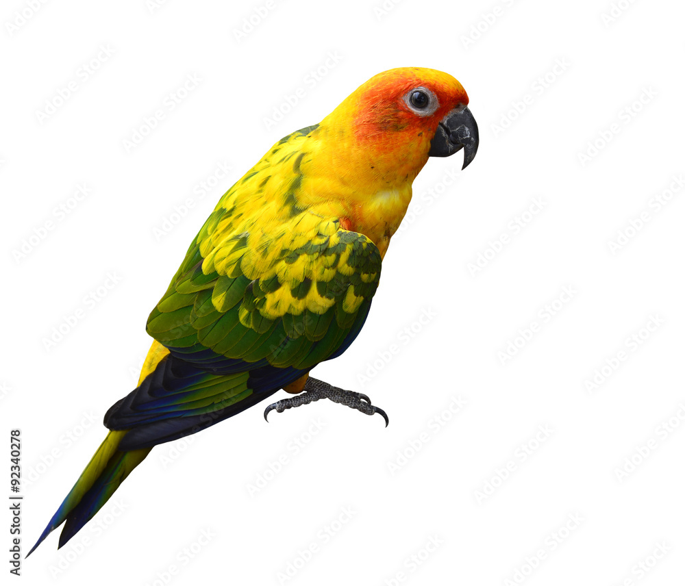 Beautiful yellow parrot bird, sun coure, isolated on white backg