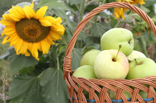 The apples lying in a wattled basket in a garden 