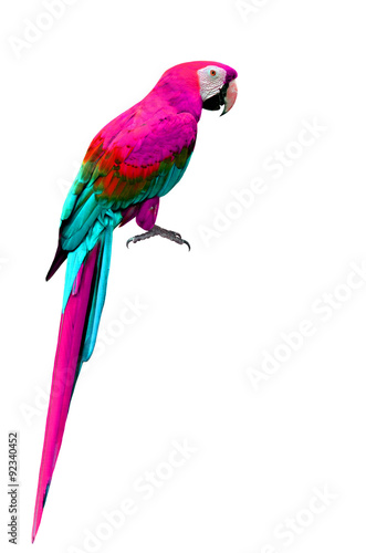 Colorful Macaw bird isolated on white background
