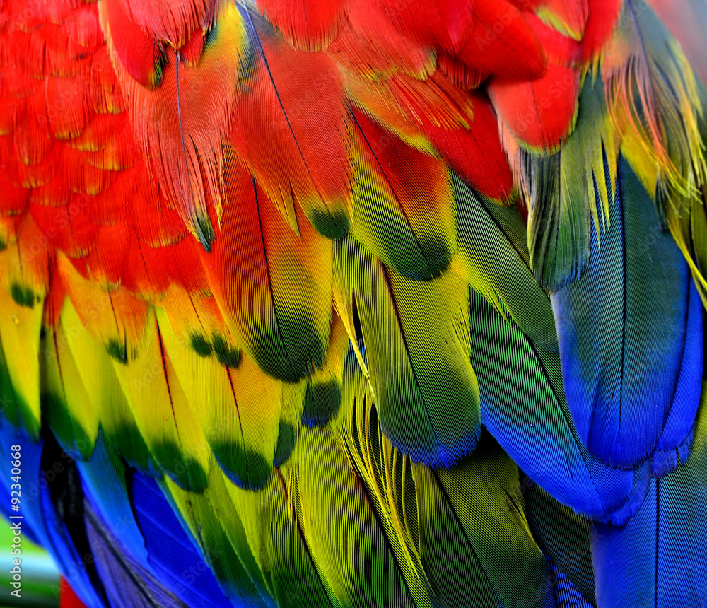 Fototapeta premium Macaw bird feathers in close up