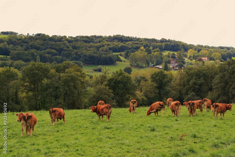 Vaches Limousines.