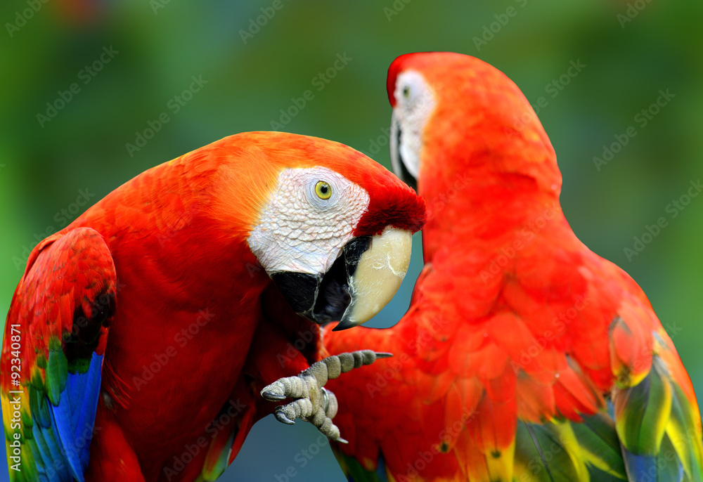 Fototapeta premium Sweet pair of scarlet macaw birds, red parrots
