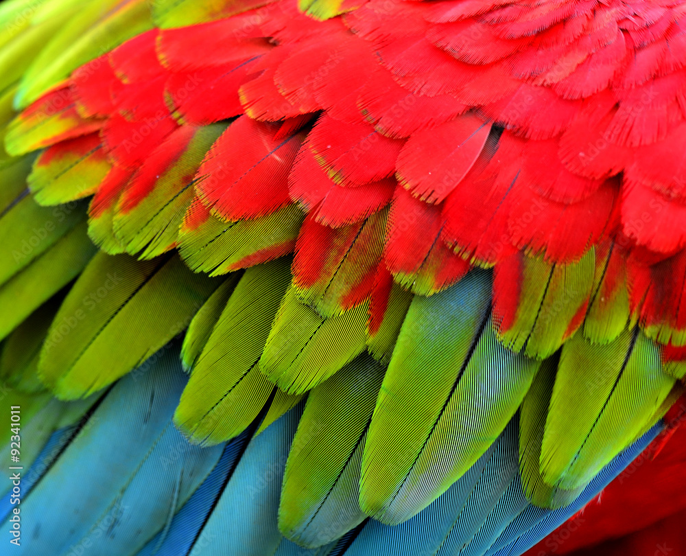 Vivid green red and blue macaw bird feathers in details for text Vivid green red and blue macaw bird feathers in details for text
